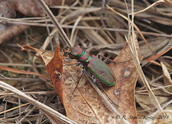 Cicindela purpurea